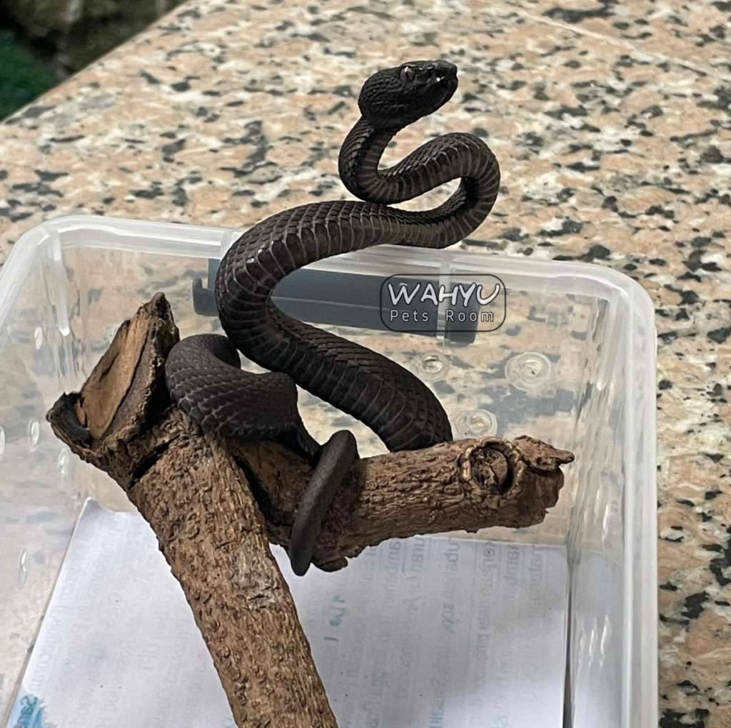 trimeresurus-purpureomaculatus-black-solid-black-purpo--ular-viper-bakau-U2FMUIHDZ5