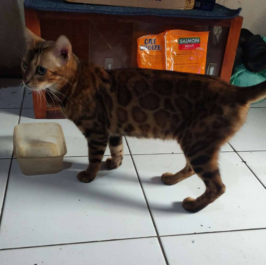 kucing-bengal-brown-betina-proven-5P80DPTRG0