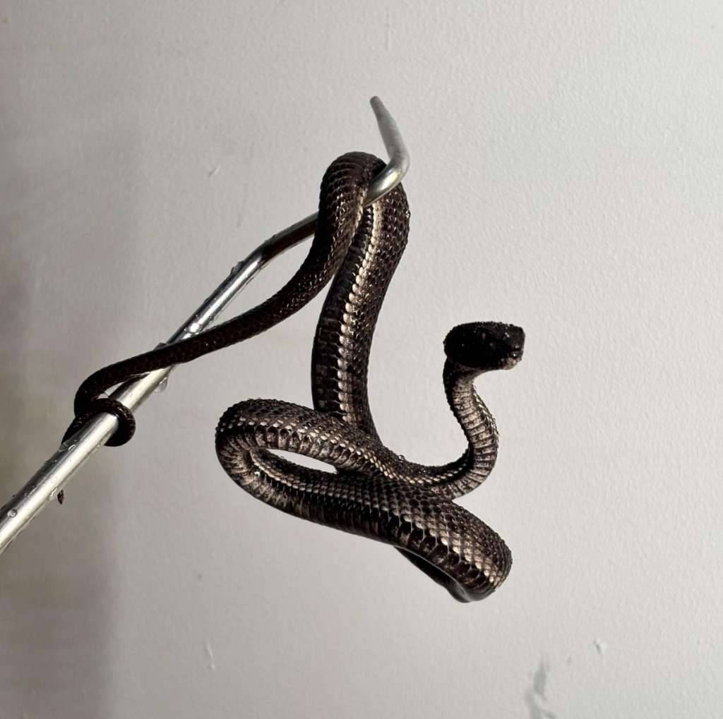 trimeresurus-purpureomaculatus--black-purpo--ular-viper-bakau-V3M2S6MSAP