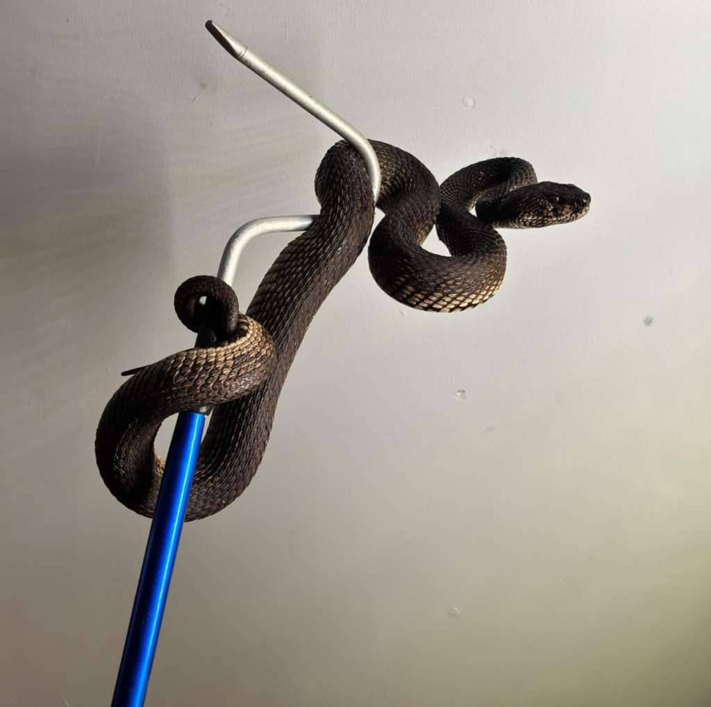 trimeresurus-purpureomaculatus--black-purpo--ular-viper-bakau-ETDWW1B3ZR