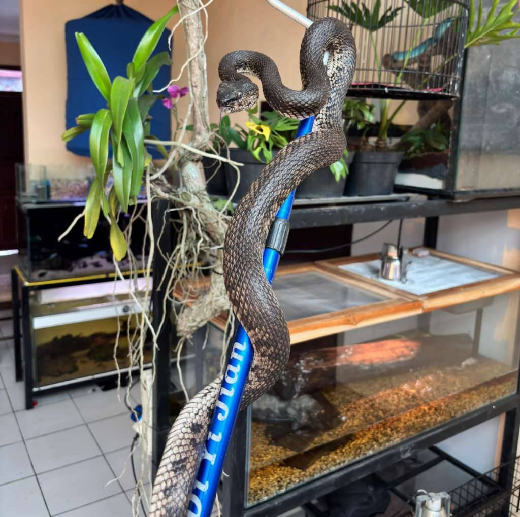 trimeresurus-purpureomaculatus--black-purpo--ular-viper-bakau-UEPYA7WPTI