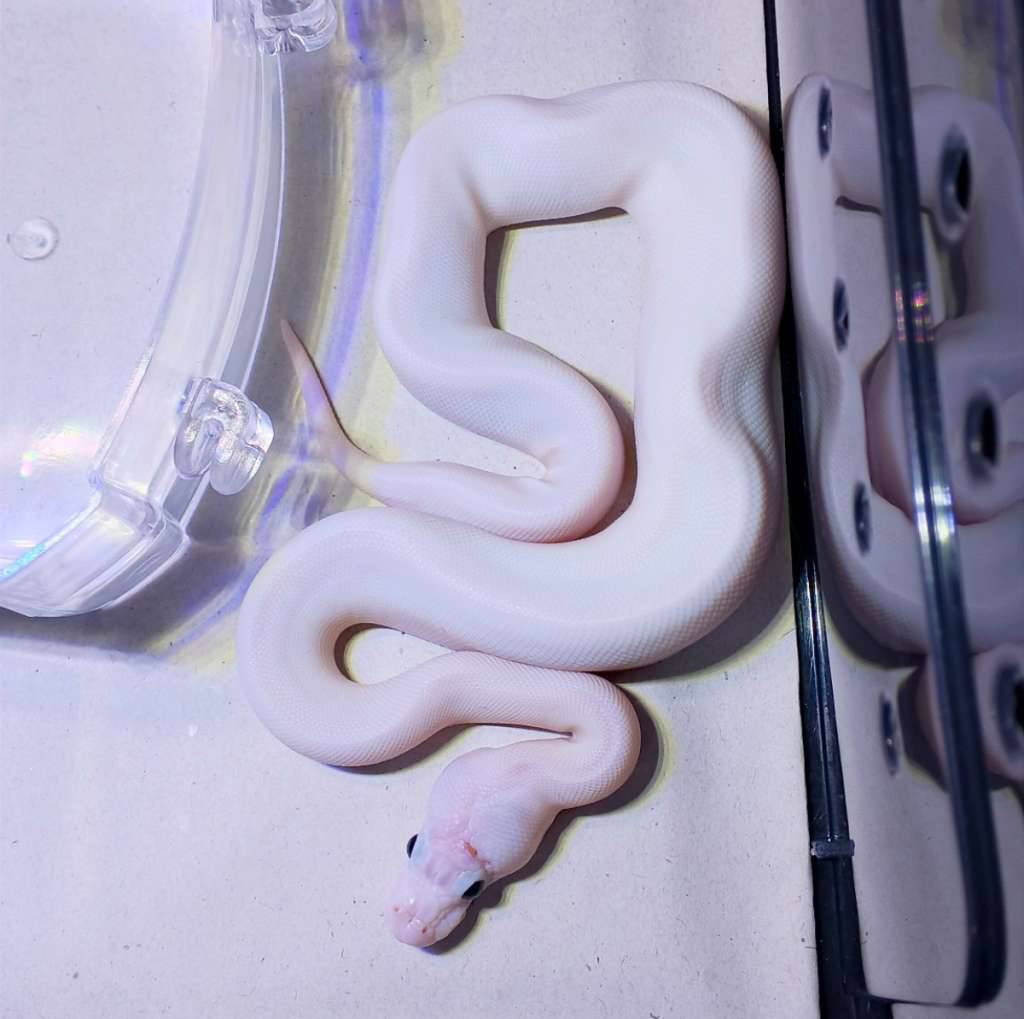ballpython-white-wedding-pied-WZTS1ZNSJ0