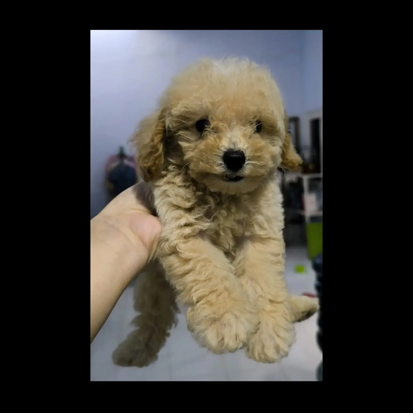 adopsi-toy-poodle-usia-2-bl-KB1N2D2KRF