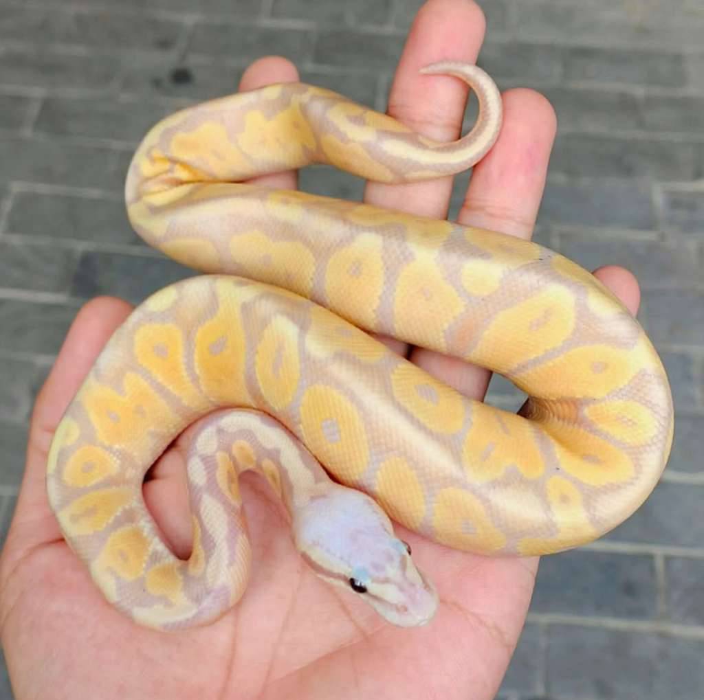 ballpython-banana-pastel-125NGF510G