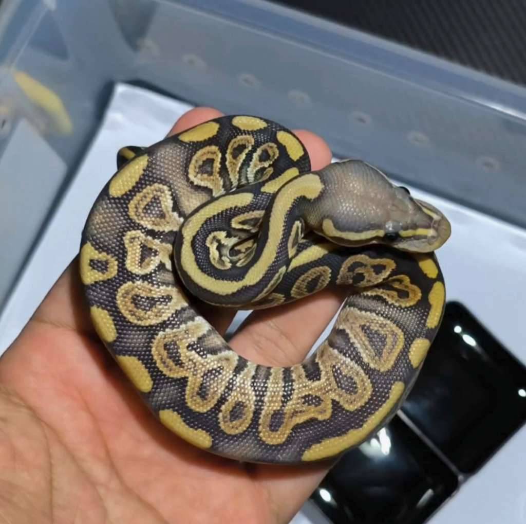 black-pastel-hypo-66-het-puzzle-male-3OXRB4AHO5