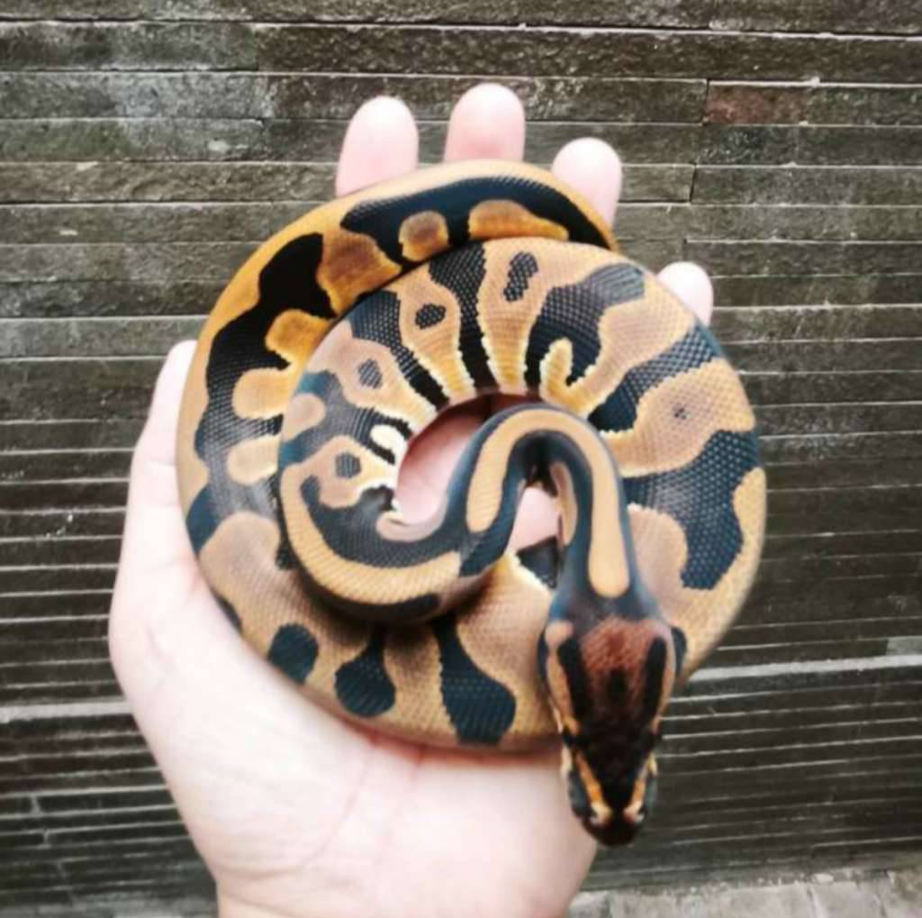 leopard-enchi-het-desert-ghost-ph-hypo-ULUNLZ8JZ0
