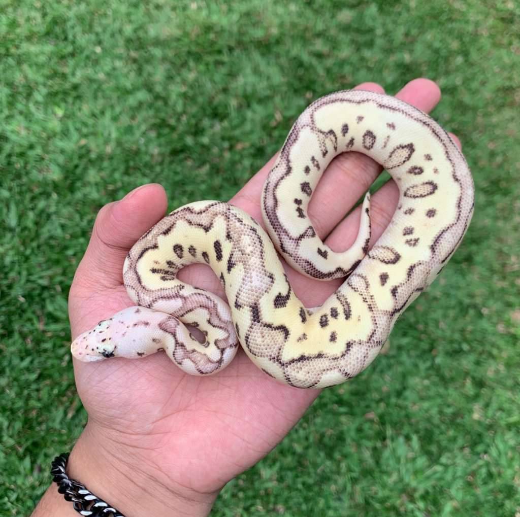 f-super-pastel-fire-clown-poss-het-dg-100-KM76VZCBSI