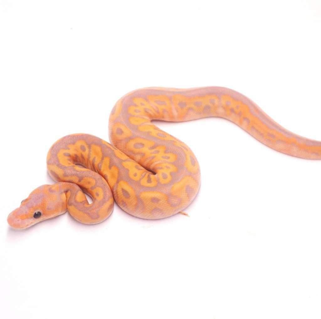 banana-black-pastel-clown-PE6P7WI6U3