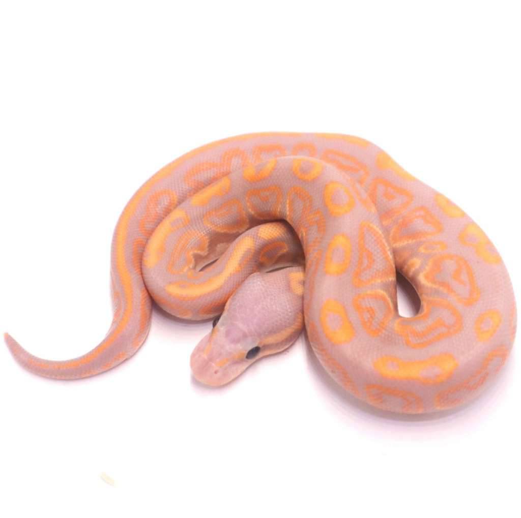 banana-black-pastel-het-clown-OH9C8X6QCO