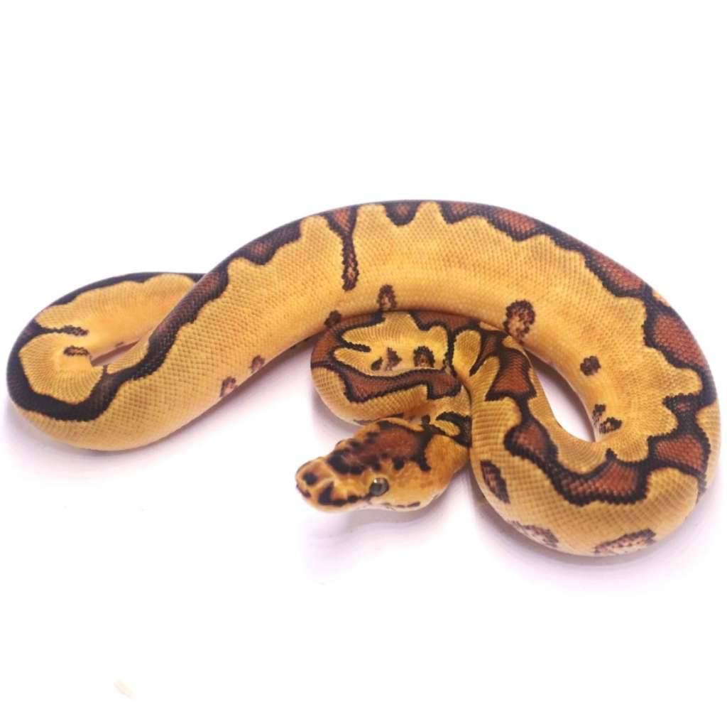 enchi-orange-dream-yellow-belly-clown-OTIU5QHPZO