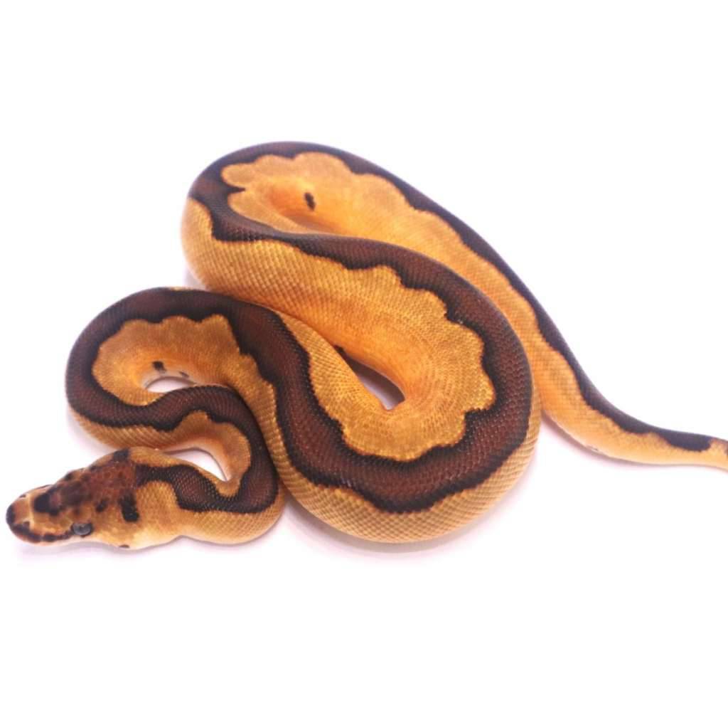 black-pastel-enchi-clown-het-lavender-2EU192E94T