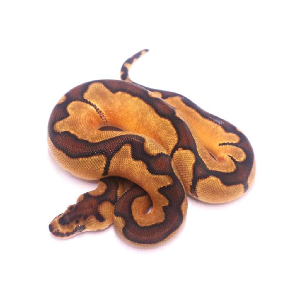 black-pastel-enchi-clown-het-lavender-TN4VNESBW5