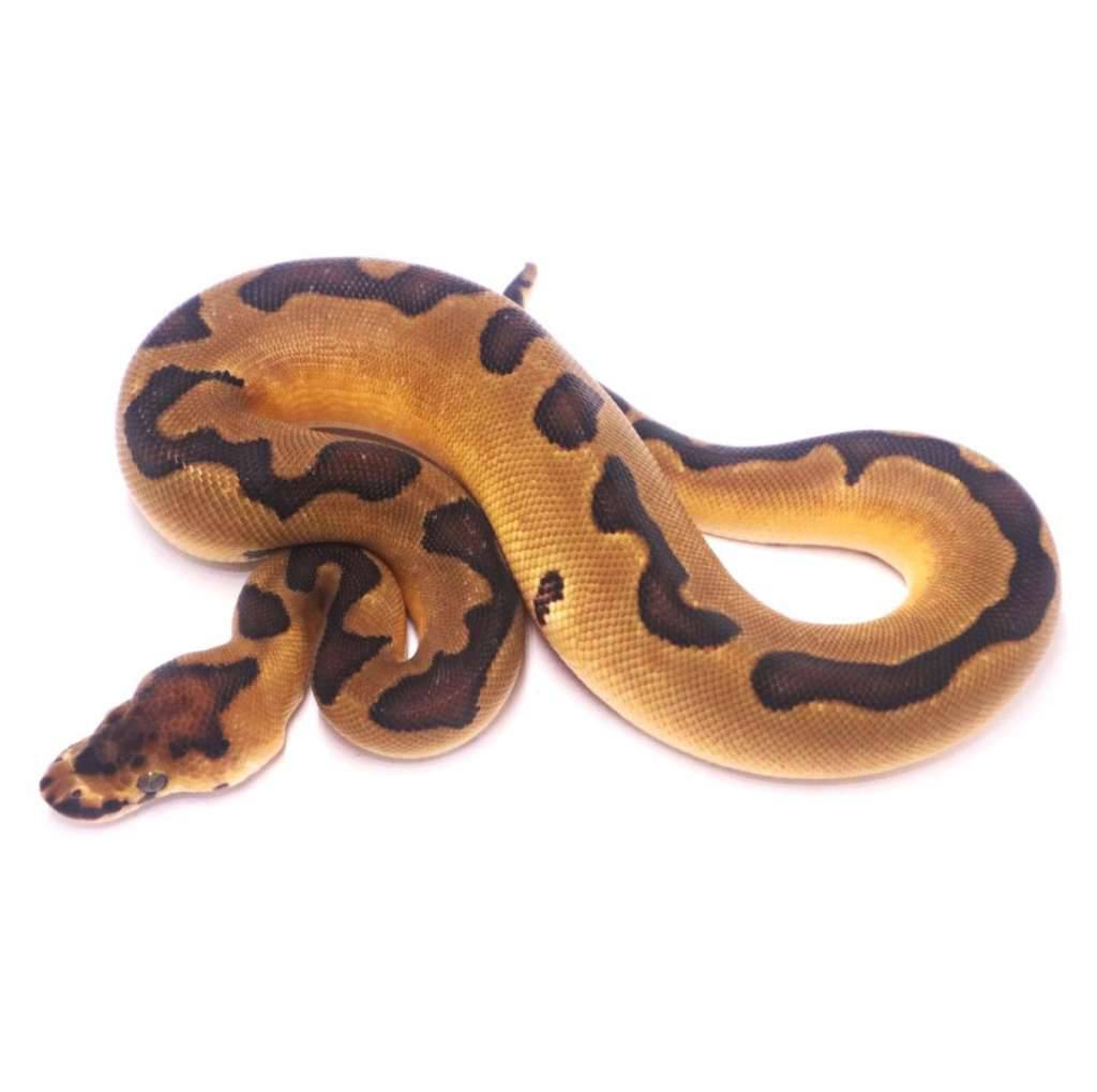 enchi-clown-het-lavender-QDE91CCVIU