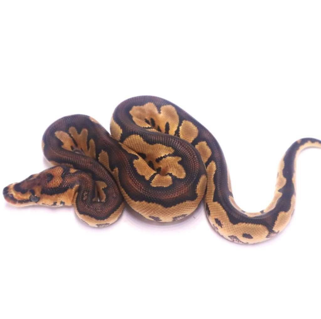 yellow-belly-clown-DM5C9CGSX0