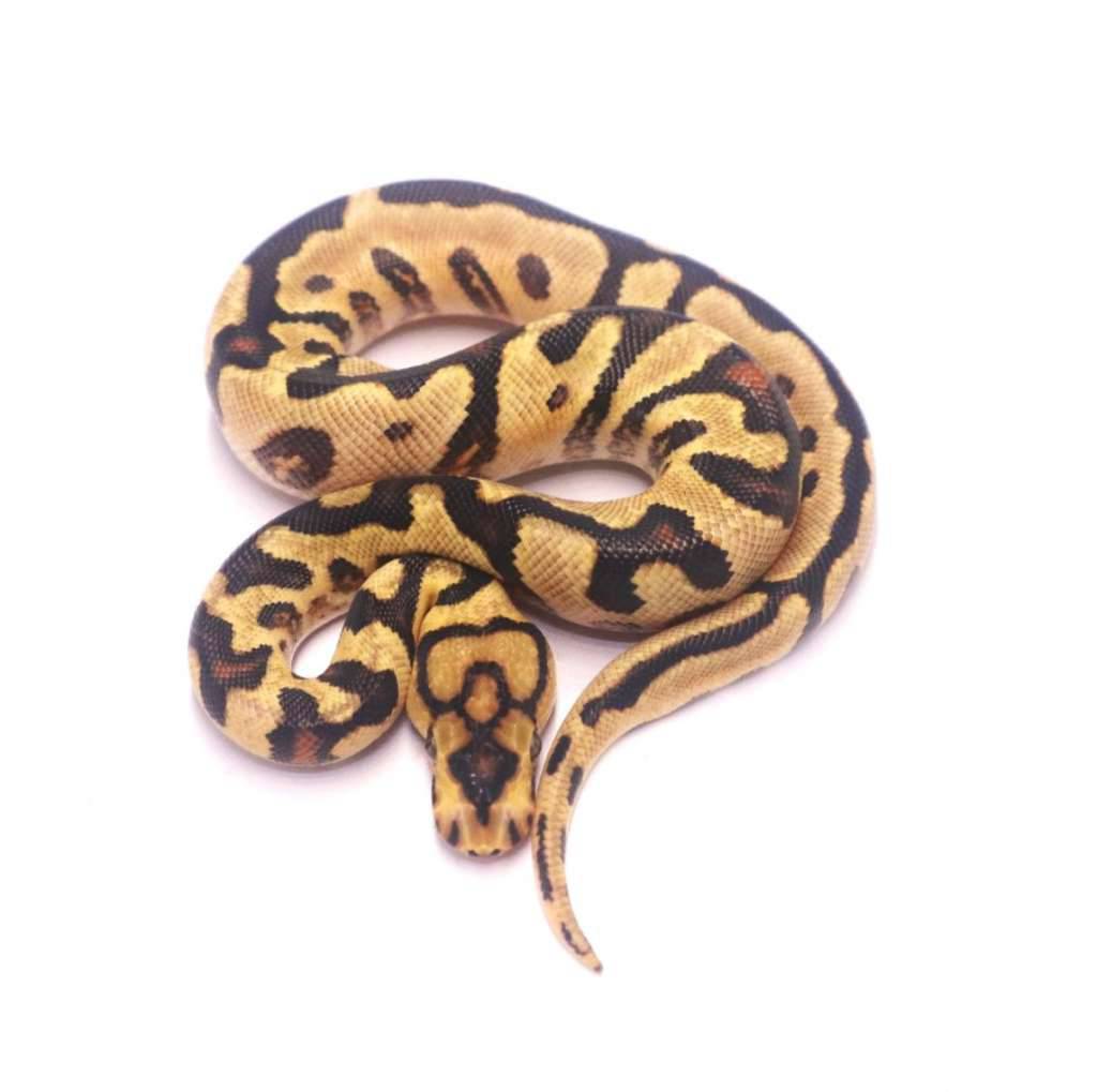 spotnose-redstripe-yellow-belly-clown-het-desert-ghost-CCW5HRERAD
