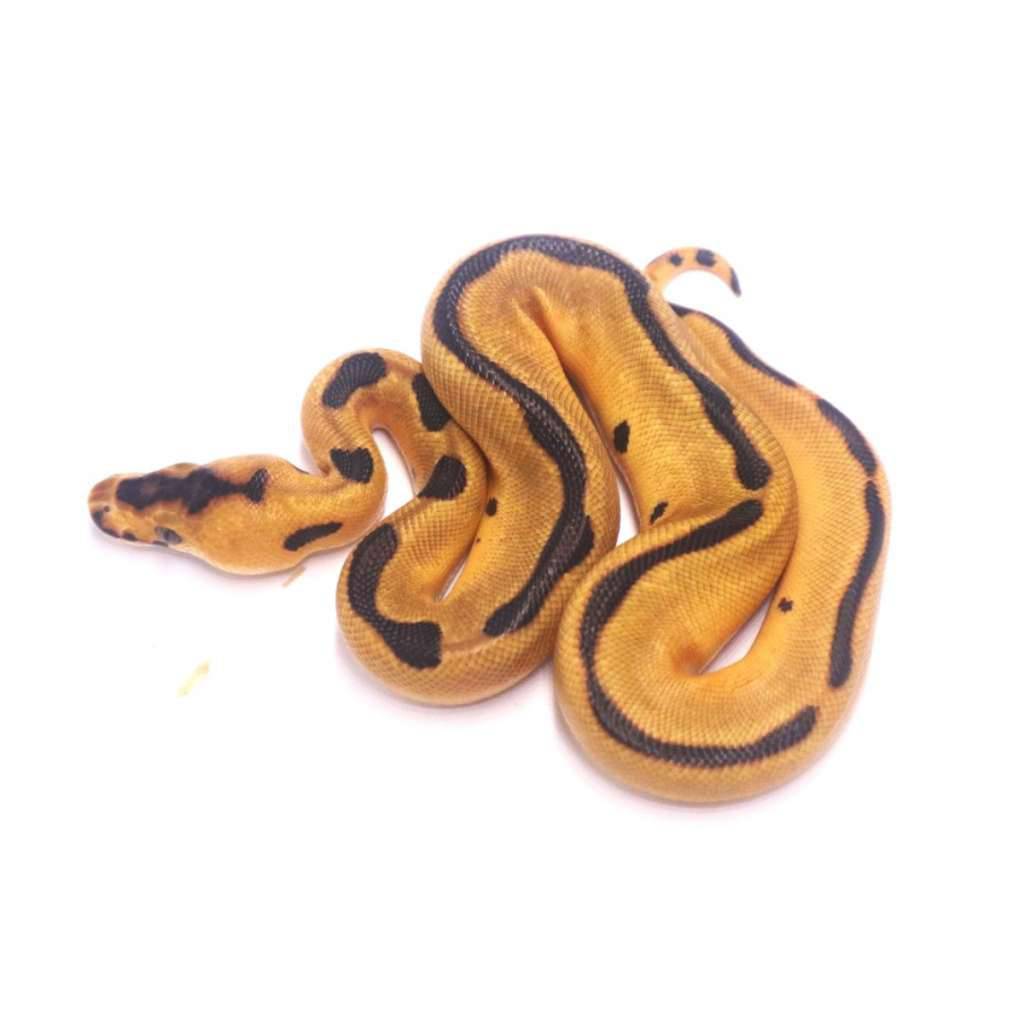 enchi-leopard-clown-het-desert-ghost-EHAUZAVTW0