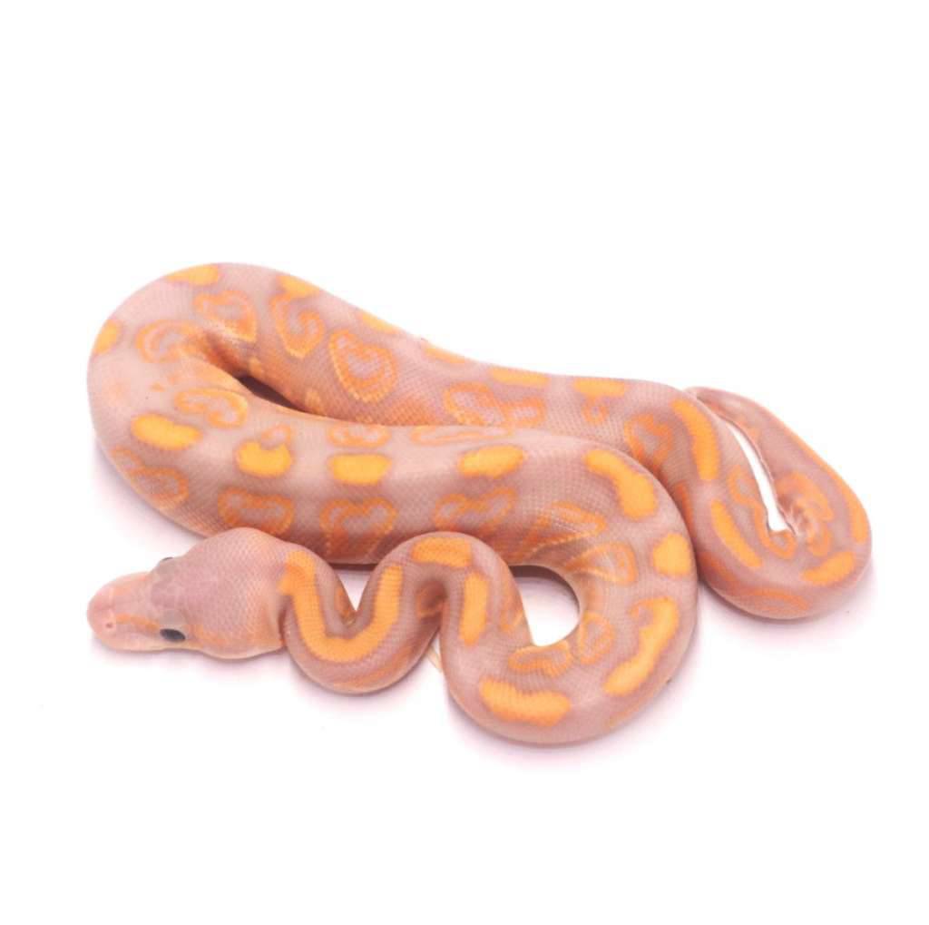 banana-black-pastel-wookie-het-clown-ALTY36RZF2