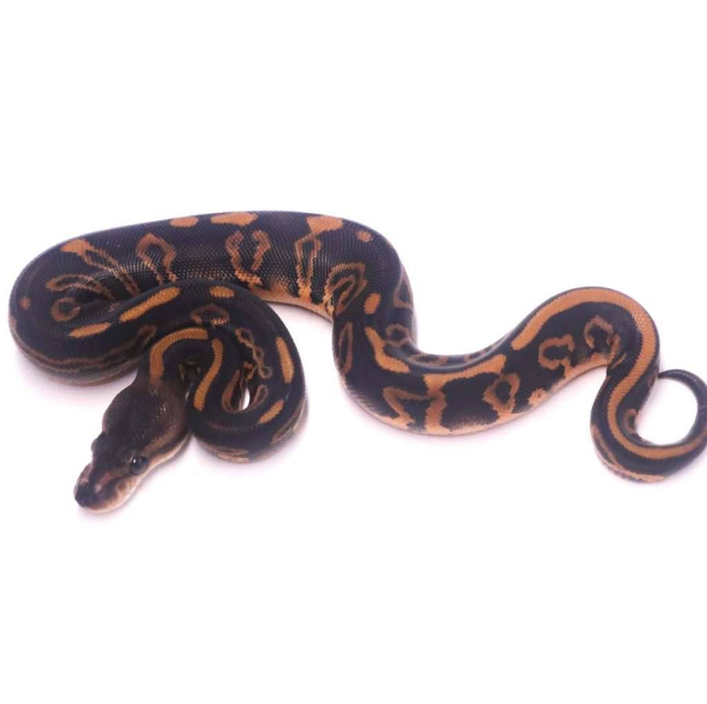 leopard-black-pastel-cypress-het-clown-GDN08M46YW