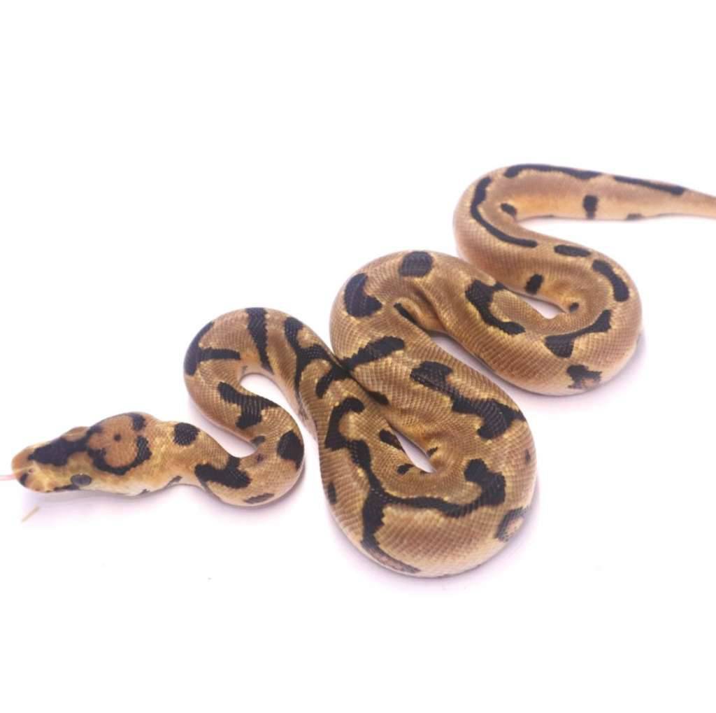 spotnose-enchi-redstripe-clown-het-desert-ghost-SK3XYWMZ4K