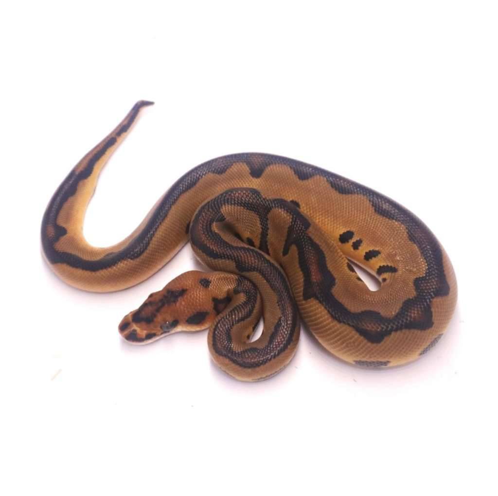 leopard-redstripe-clown-het-desert-ghost-4E44MH8RVF