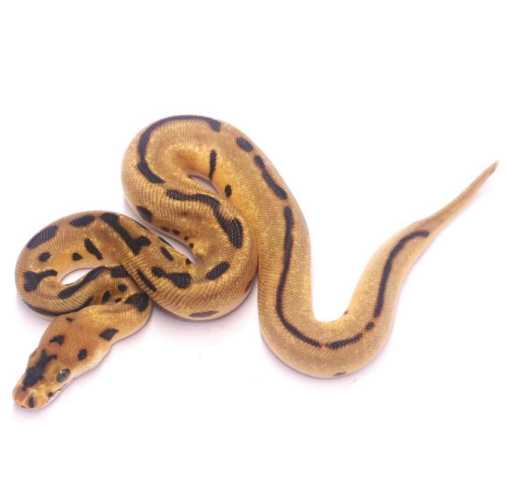enchi-leopard-redstripe-clown-het-desert-ghost-0PTN7YVONO
