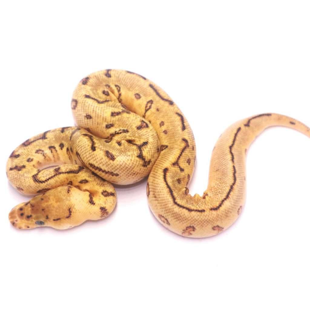 pinstripe-spotnose-enchi-yellow-belly-clown-het-desert-ghost-KGA5WC8SWW