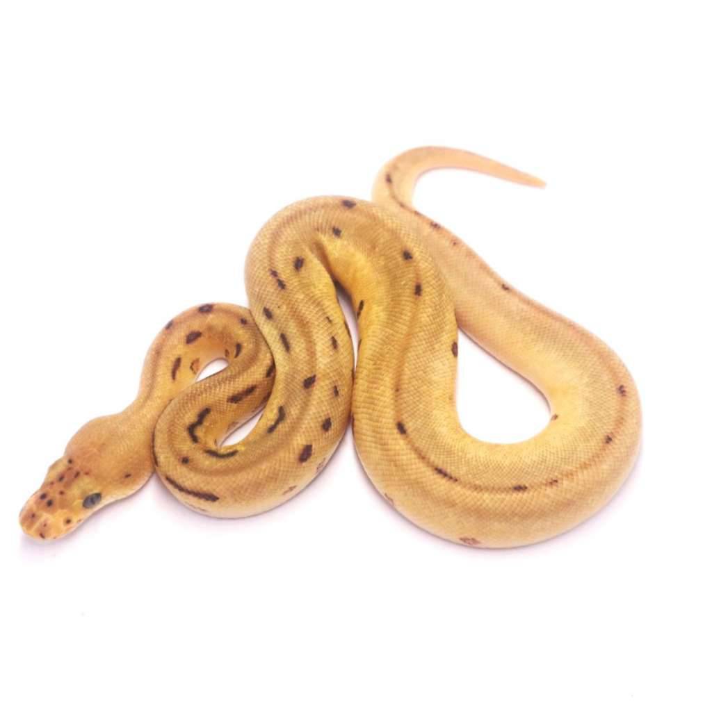 pinstripe-enchi-yellow-belly-batman-het-desert-ghost-N2XUU99JCO