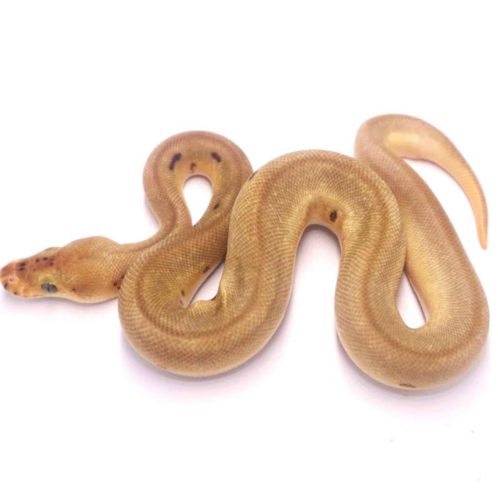 pinstripe-enchi-yellow-belly-redstripe-batman-het-desert-ghost-5S7J0SC762