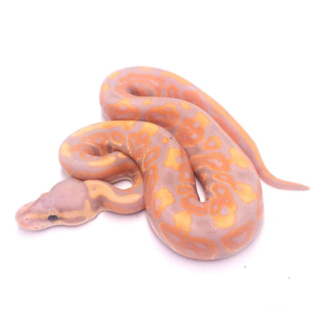 banana-black-pastel-het-clown-MO27WJR467