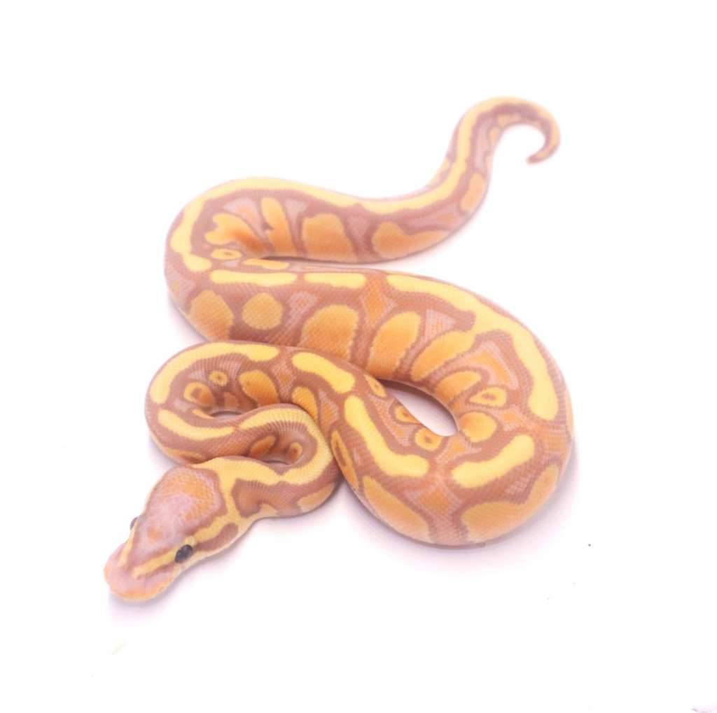 banana-enchi-stranger-het-clown-7LZ46V3KMF