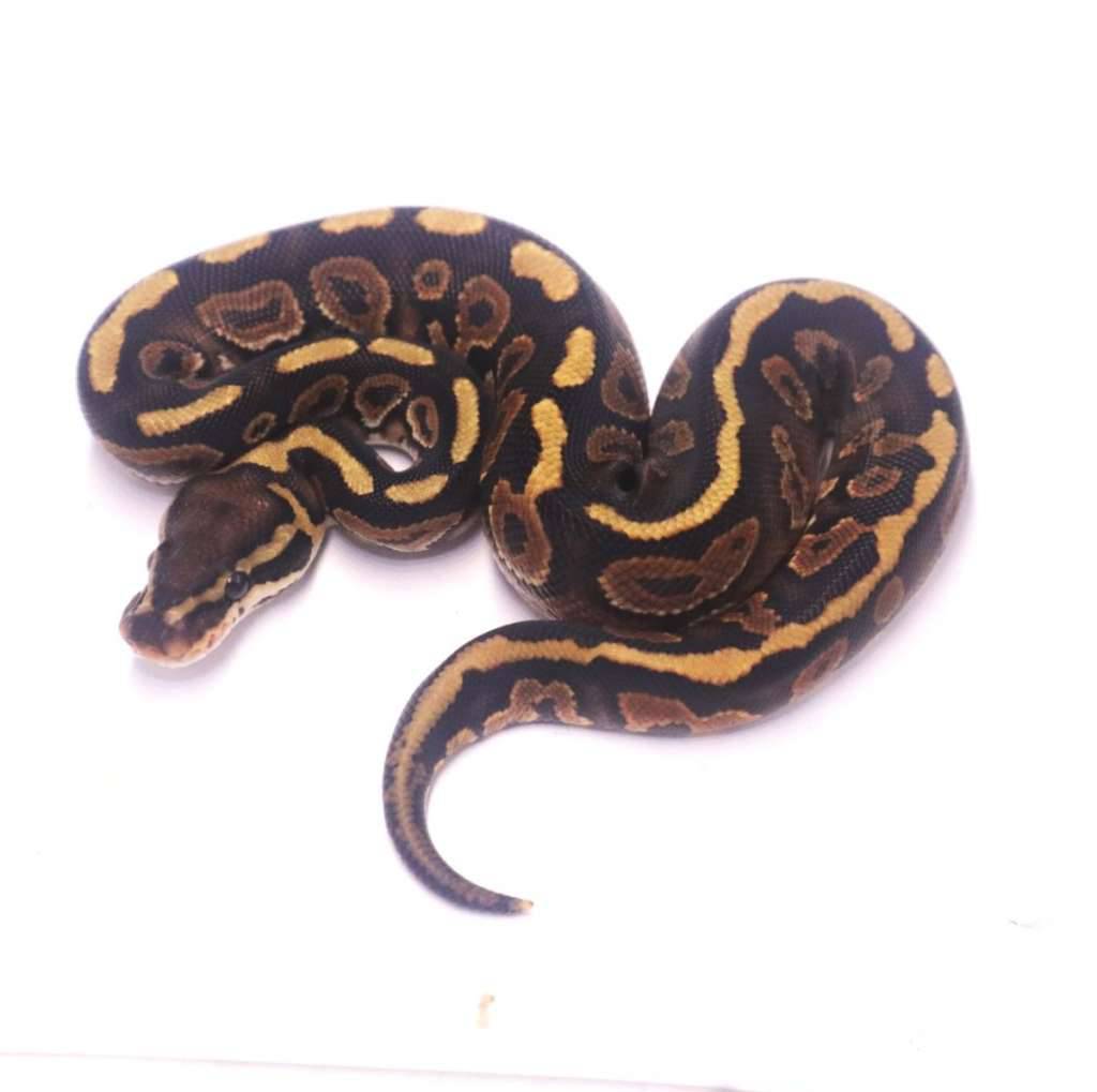 stranger-black-pastel-het-clown-0QMA28BR2E