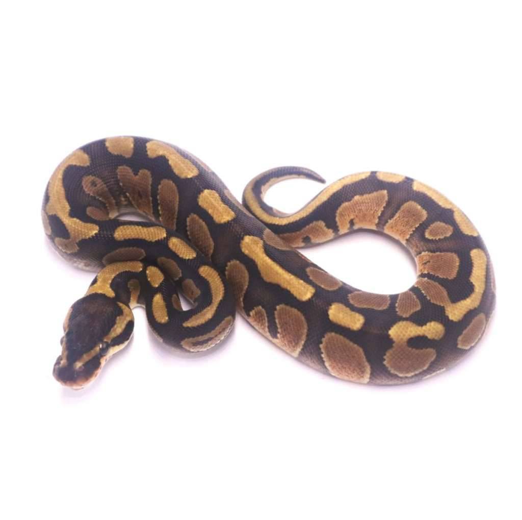 stranger-enchi-het-clown-003WBI05CL