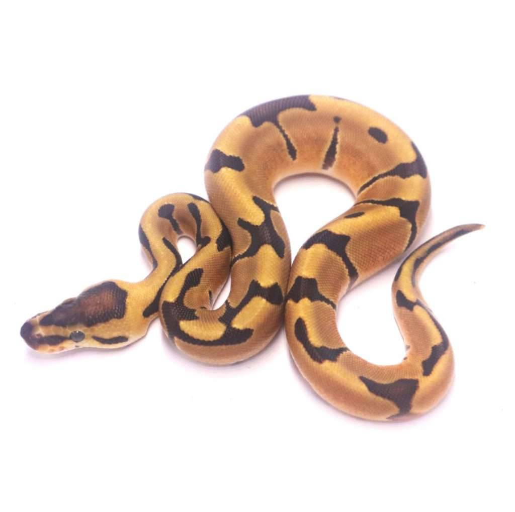enchi-het-clown-H1X4Y0TLC7