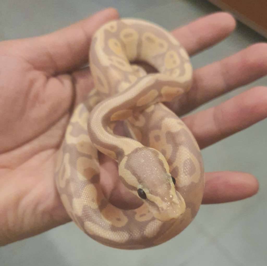 banana-mojave-pastel-het-pied-PP82A29LKZ