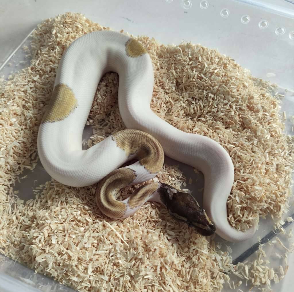 pied-mojave-5XMNZK4328