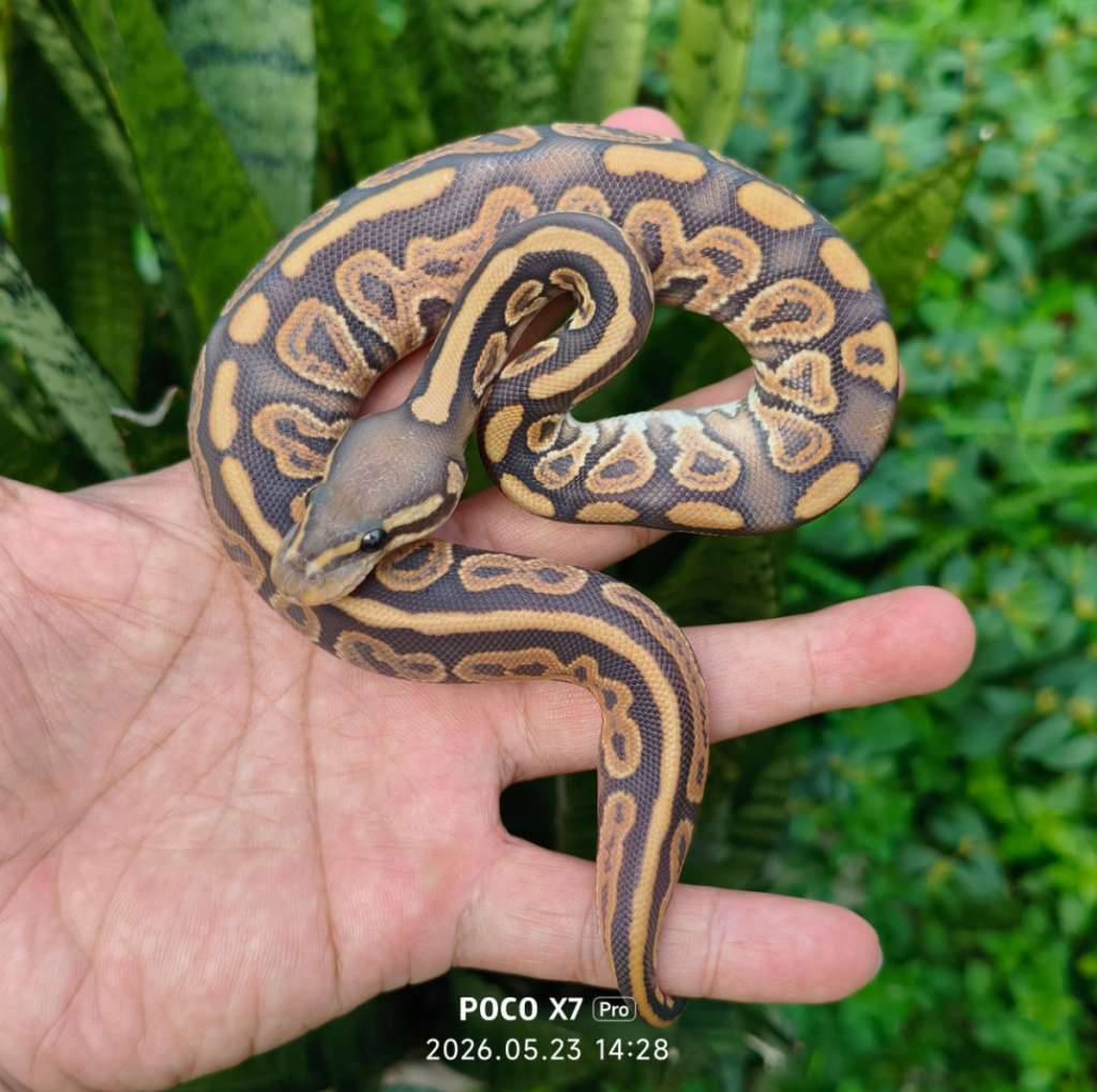 black-pastel-hypo-66-het-puzzle-male-05HVZJILP7