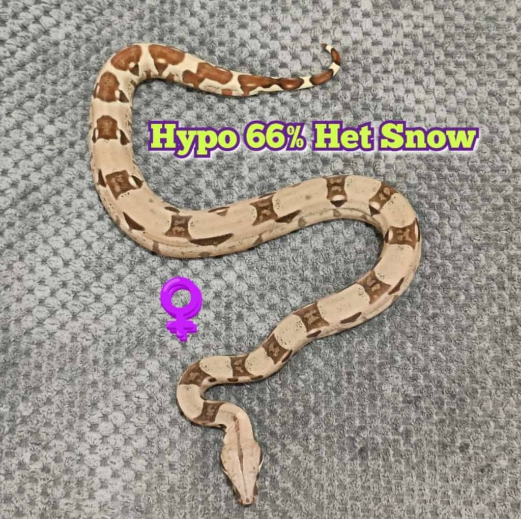 boa-hypo-het-66-snow-QW07ON3FQG