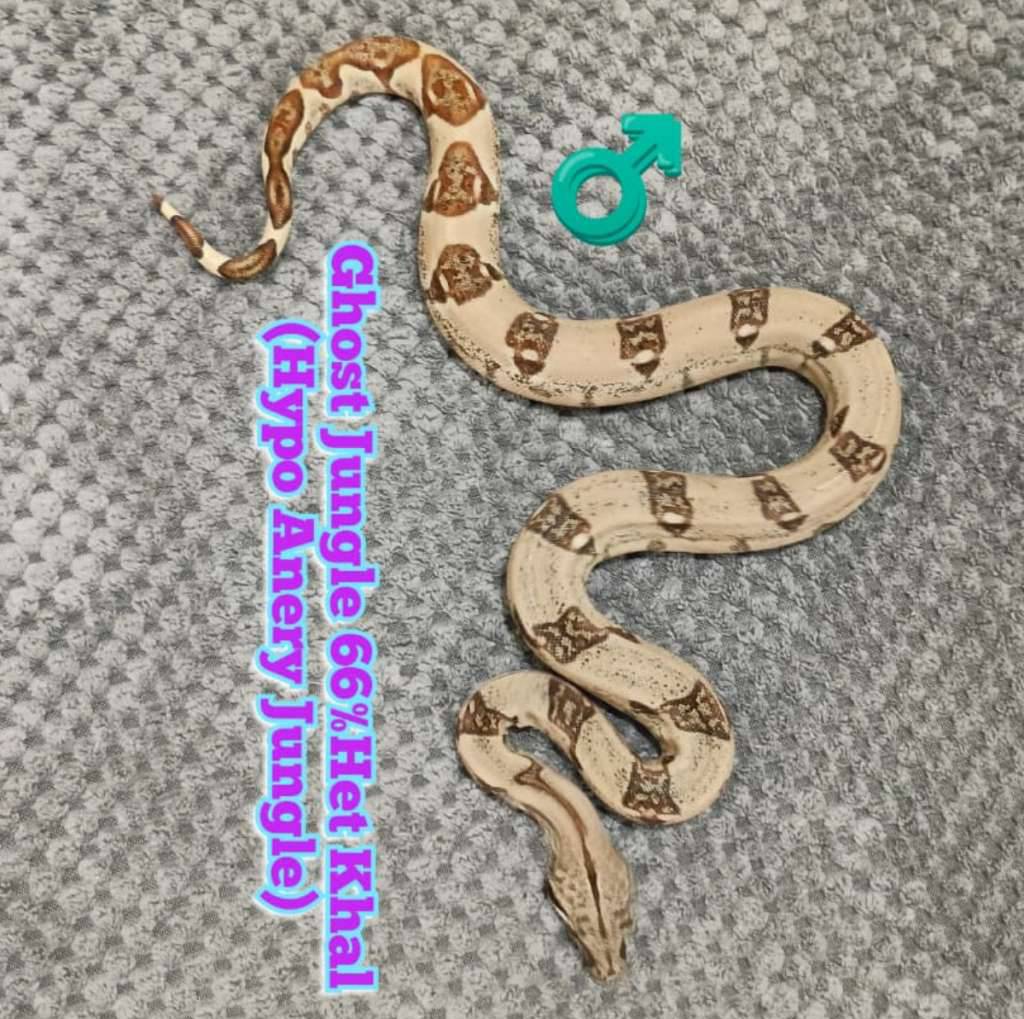 boa-ghost-jungle-hypo-anery-jungle-het-66-albino-khal-O4HF6KKYQP