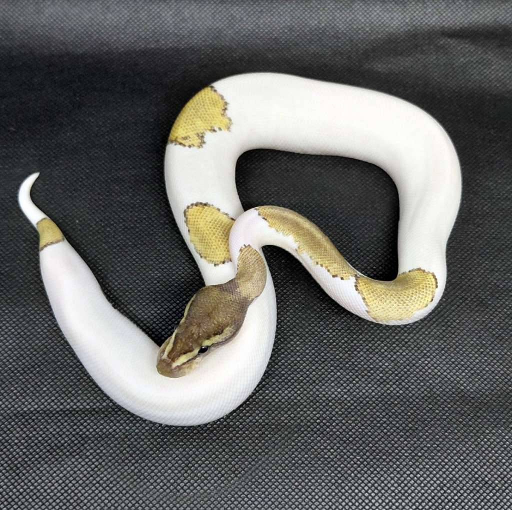 black-pastel-mojave-pied-ballpython-KVGMWG8DXX