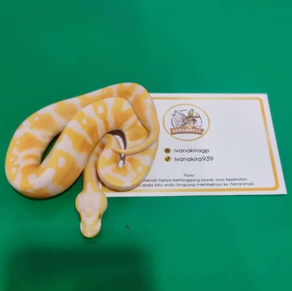 pastel-lavender-het-66-clown-pied-ball-python-250103m-P4ED71CD7X