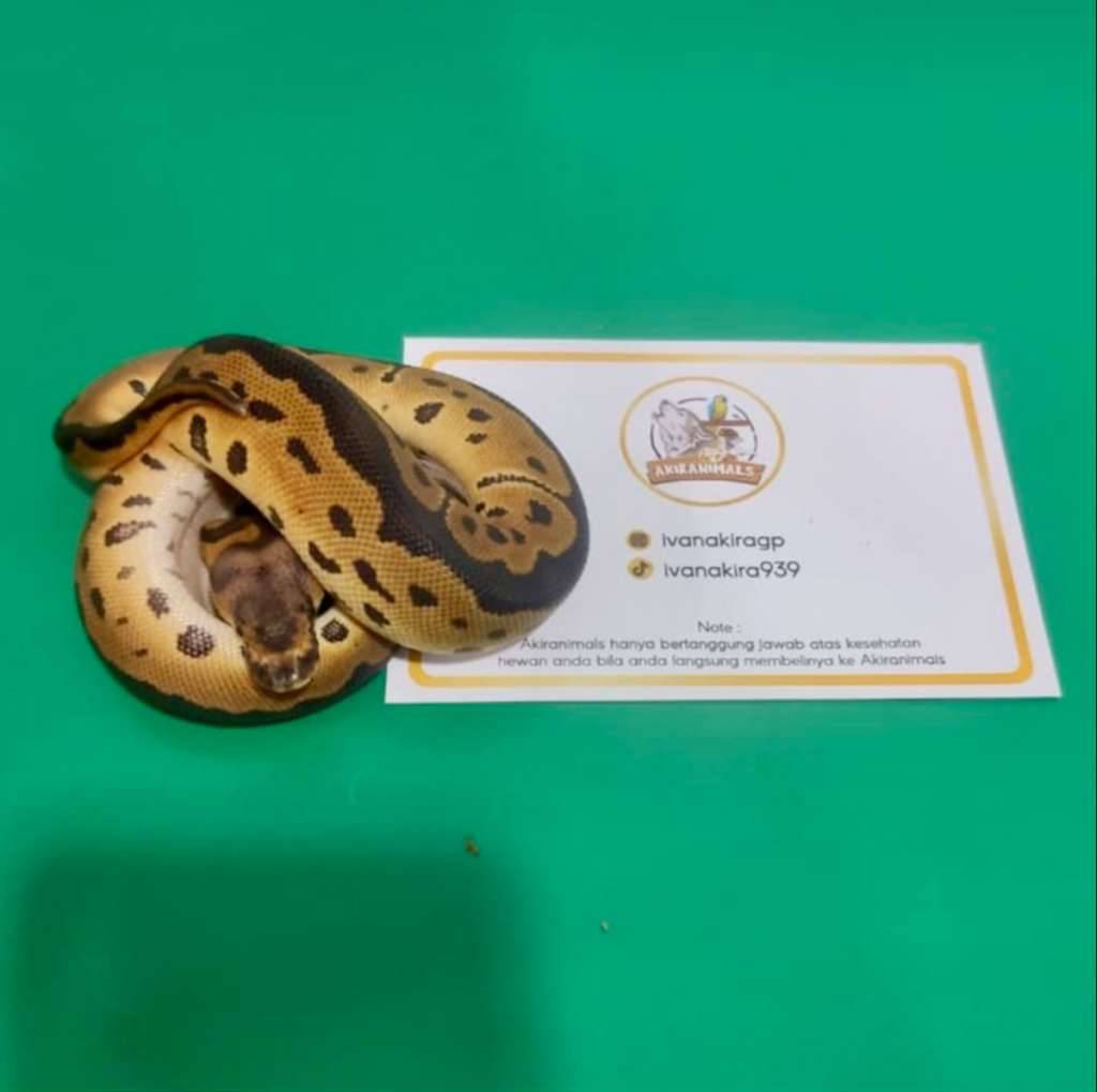 clown-het-66-lavender-pied-ball-python-250104f-C7HLITNA5V
