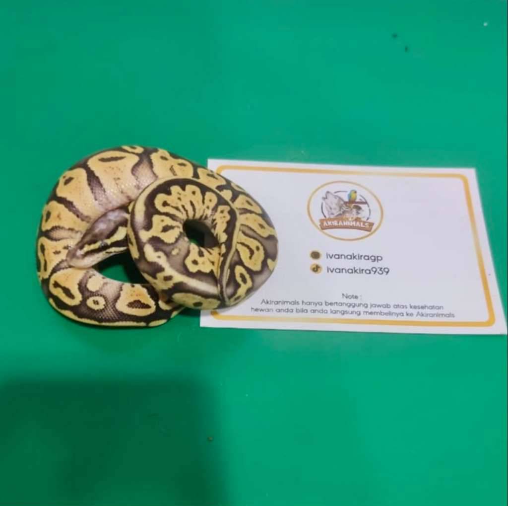 super-pastel-het-lavender-pied-ball-python-250203f-T7TQC6FYYZ