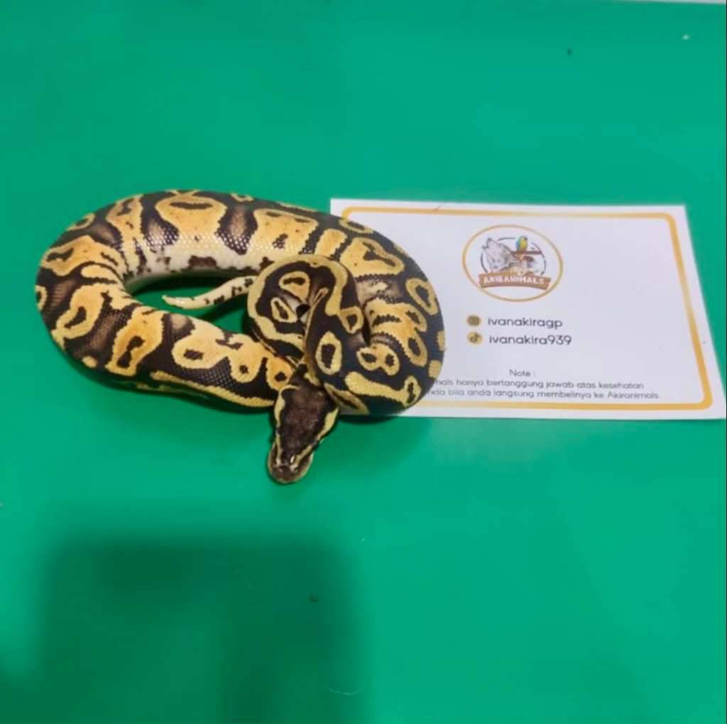 pastel-het-lavender-pied-ball-python-250204m-6Z818O9OBA