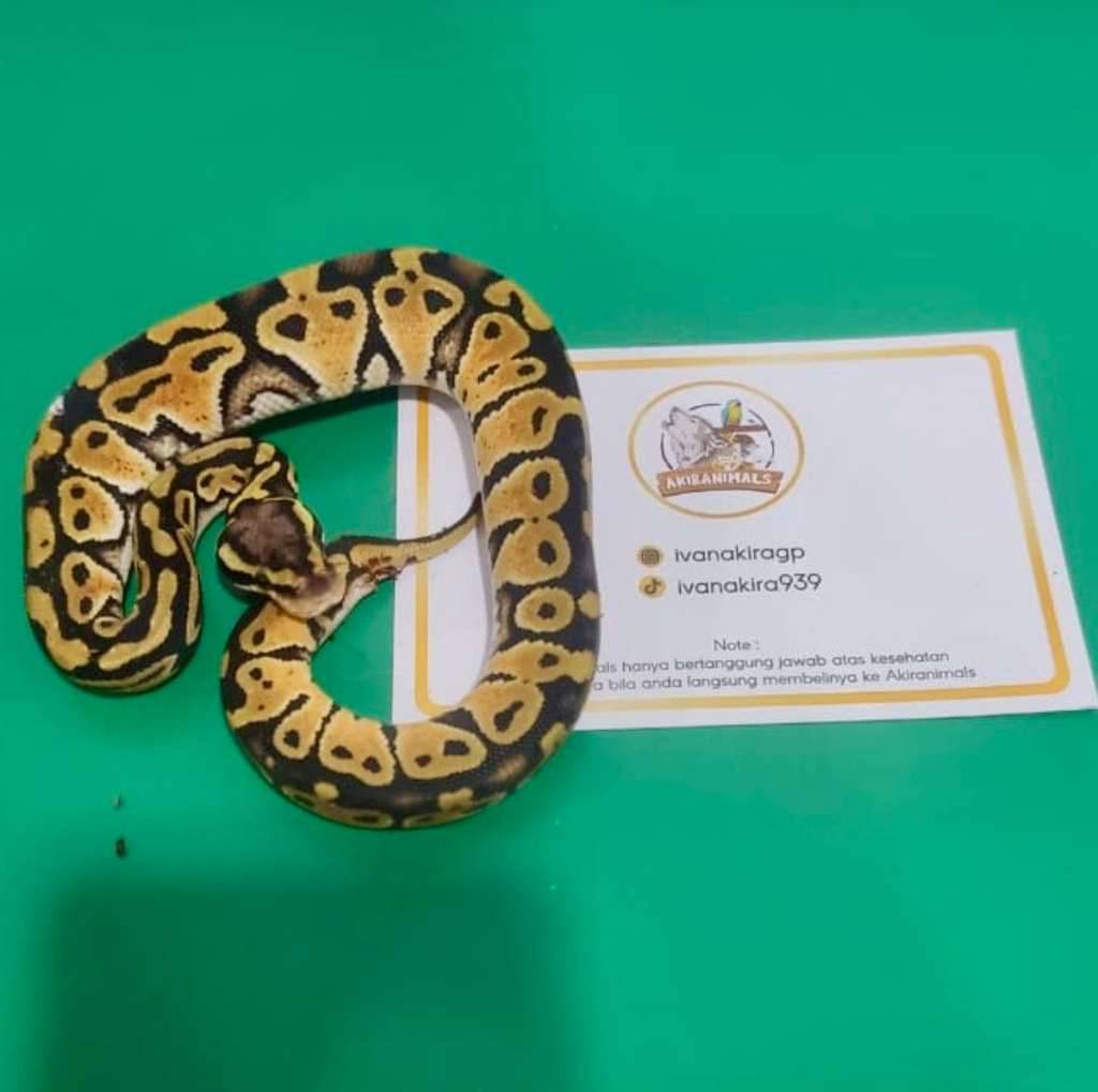 pastel-het-lavender-pied-ball-python-250205f-OE10BTBN79