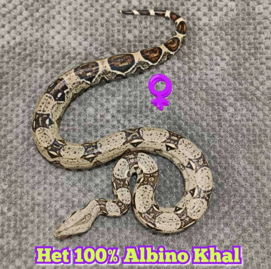 boa-het-100-albino-kahl-RDGAQNV4CA