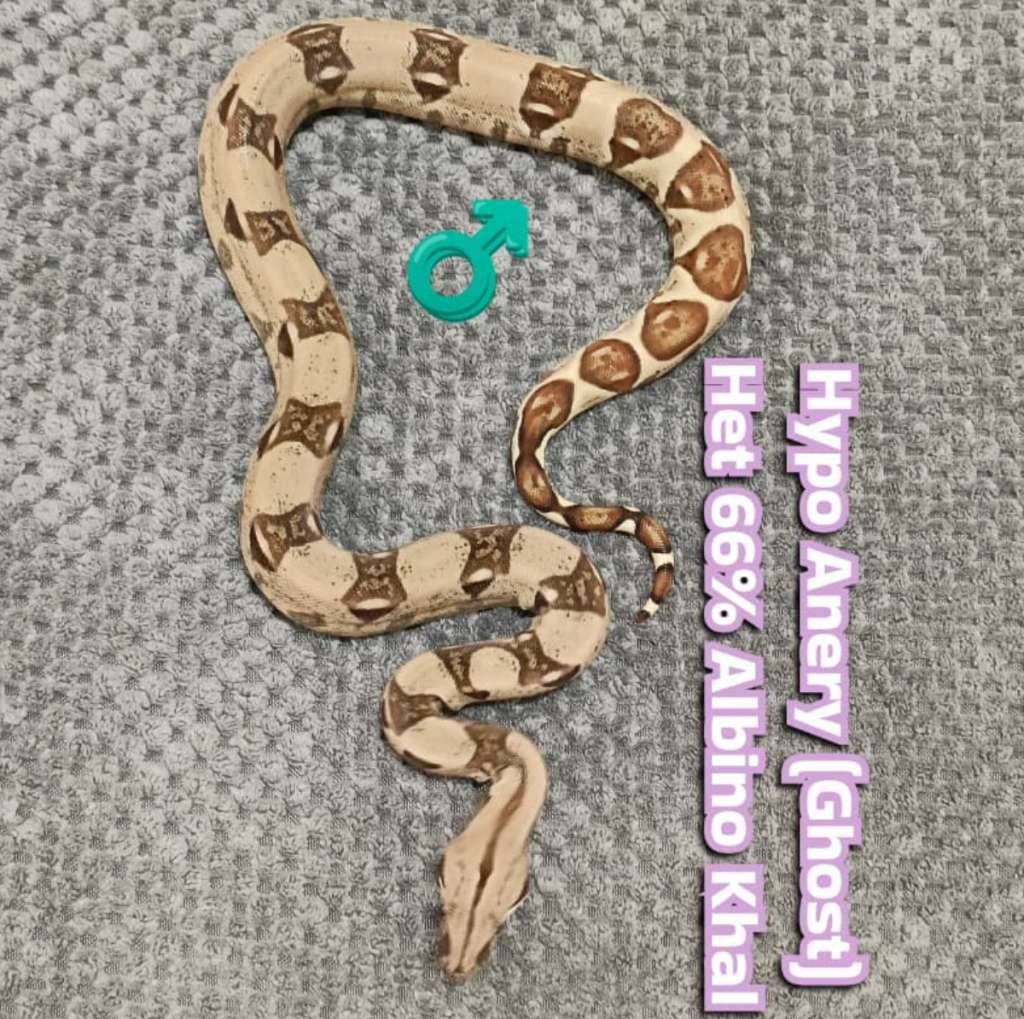 ghost-hypo-anery-het-66-albino-khal-IEWJ9PVFN2