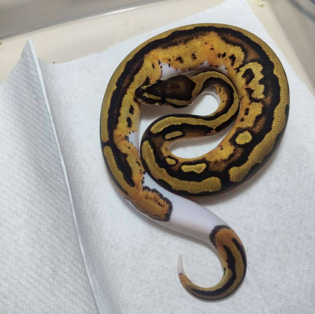 pied-pastel-het-lav-ph-clown-GPQNYR2VTJ