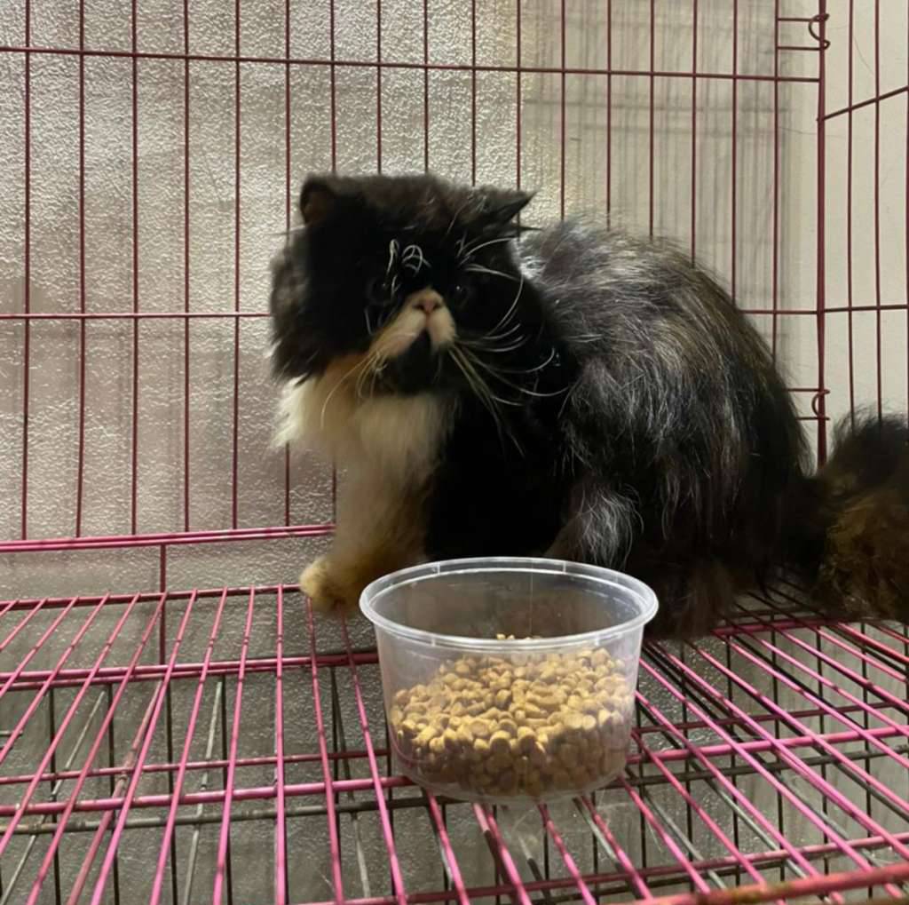 persia-peaknose-jantan-bicolor-black-white-X7SVI0ZBY2