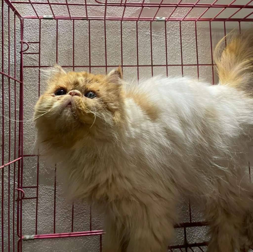 persia-peaknose-red-tabby-harlequin-1KLBU8VDYH