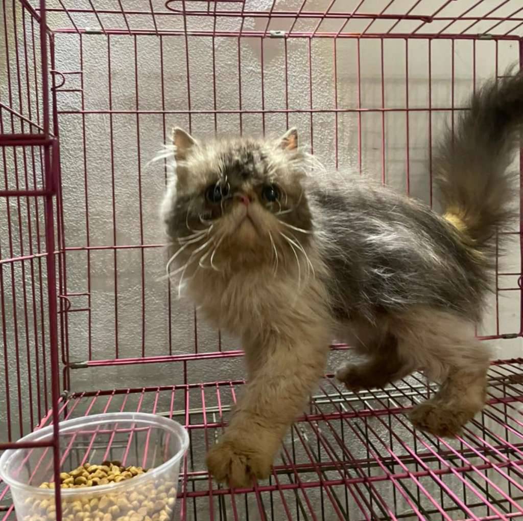 persia-peaknose-bicolor-blue-jantan-61R4IXRQF7